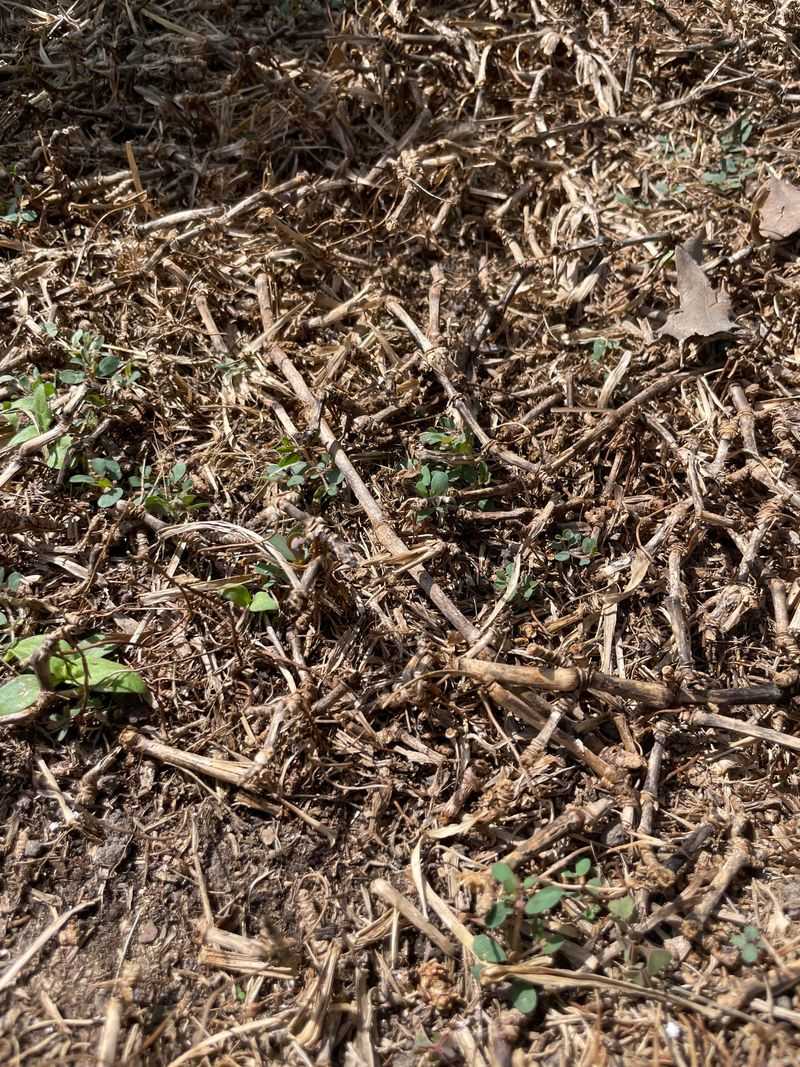 Check Whether Warm Season Turf Has Gone Dormant