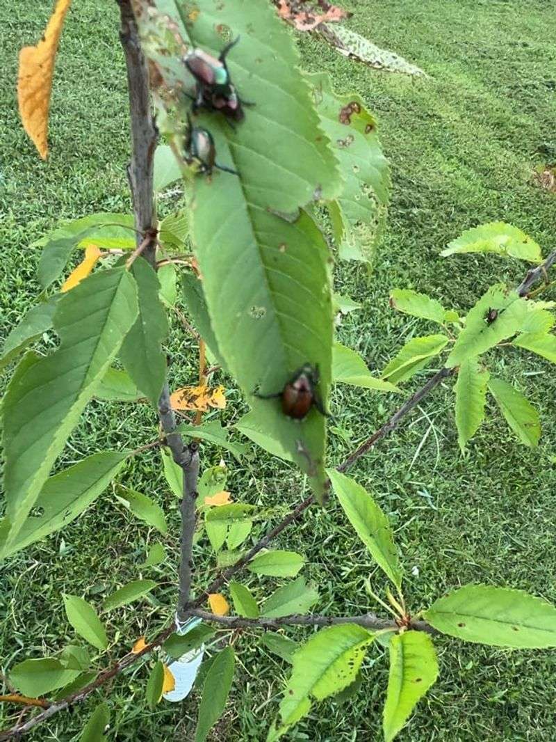 Check Young Fruit Trees Closely