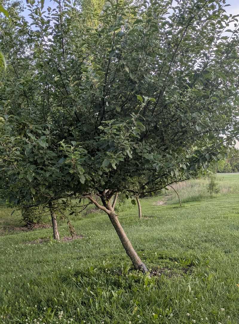 Check Young Trees For Leaning Roots Check Young Trees For Leaning Roots