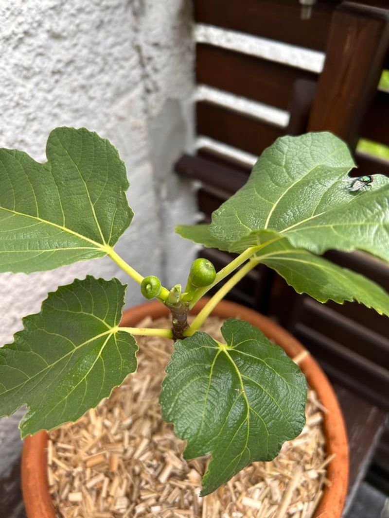 Check Young Trees More Often Check Young Trees More Often