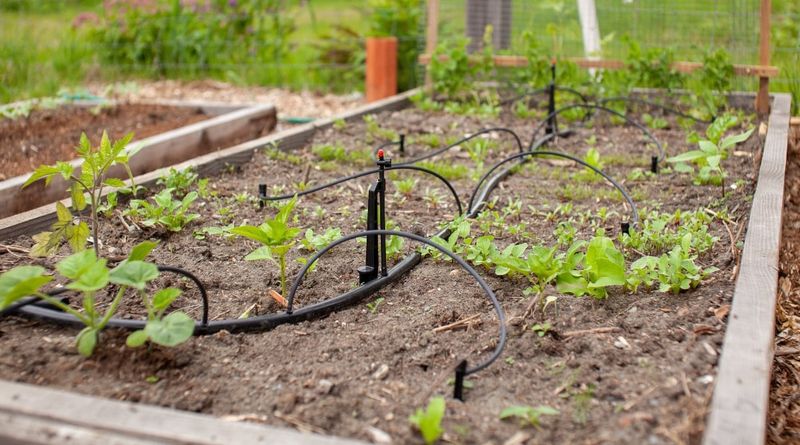 Check Your Irrigation Before Plants Wilt