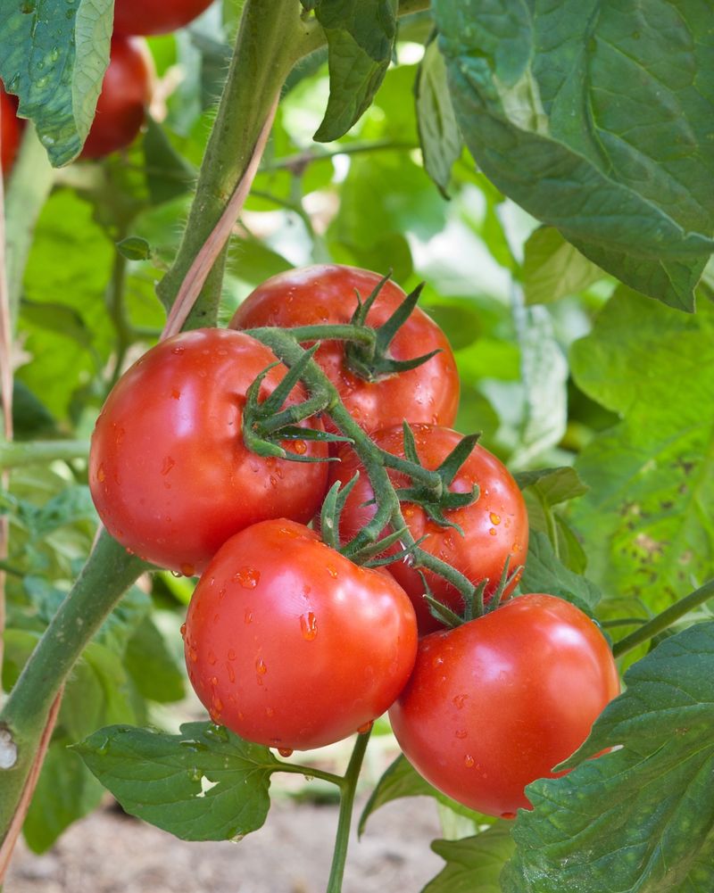 Check Your Planting Zone Before You Buy Check Your Planting Zone Before You Buy