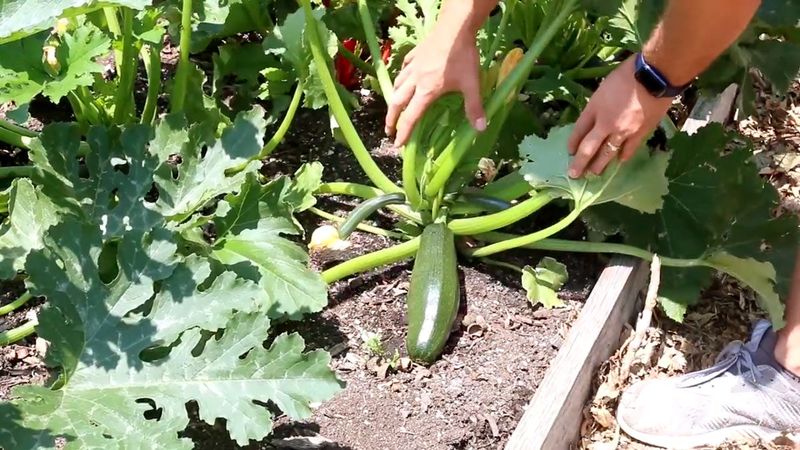 Check Zucchini Plants Every Day Or Two During Peak Production Check Zucchini Plants Every Day Or Two During Peak Production