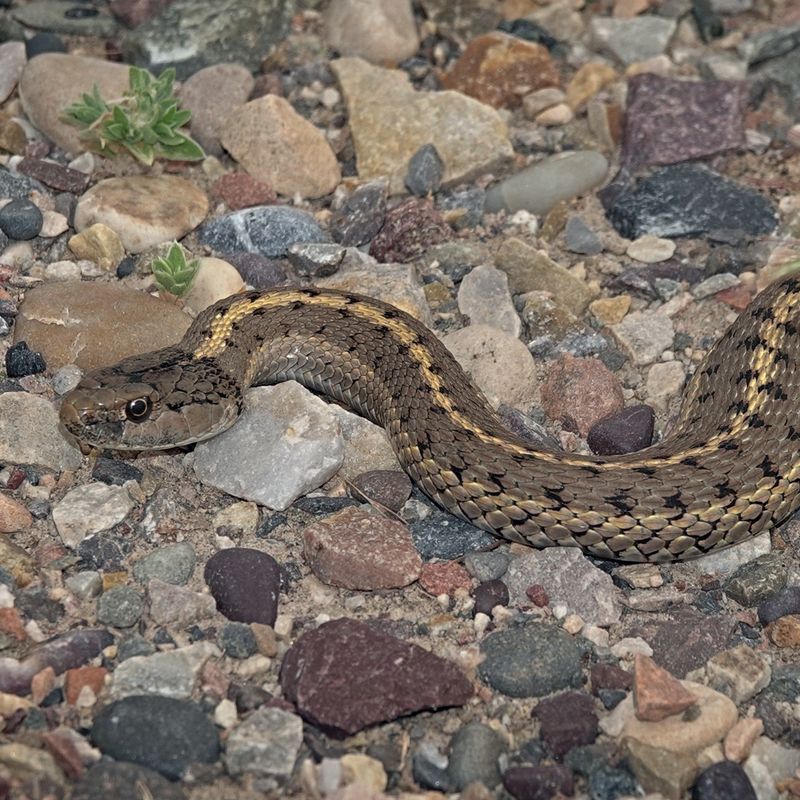 Checkered Garter Snake