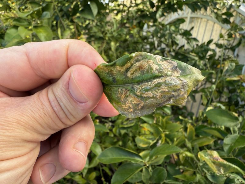Checking For Leaf Miners Before Blaming The Heat Checking For Leaf Miners Before Blaming The Heat