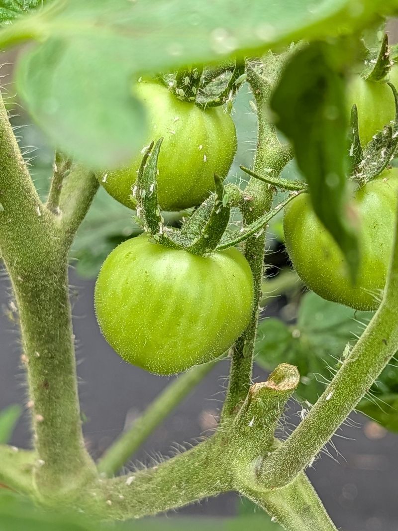 Checking For Pests Before Fruit Ripens Checking For Pests Before Fruit Ripens