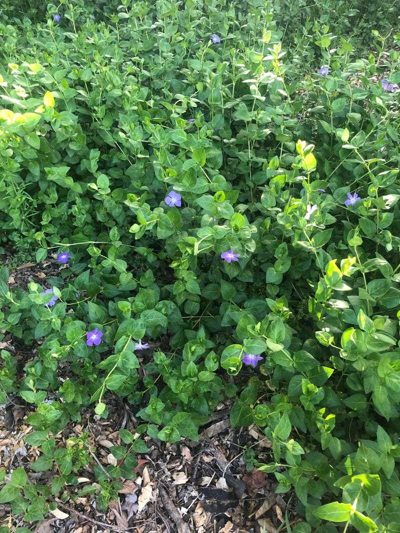 Checking Nearby Beds For Sneaky New Shoots Checking Nearby Beds For Sneaky New Shoots
