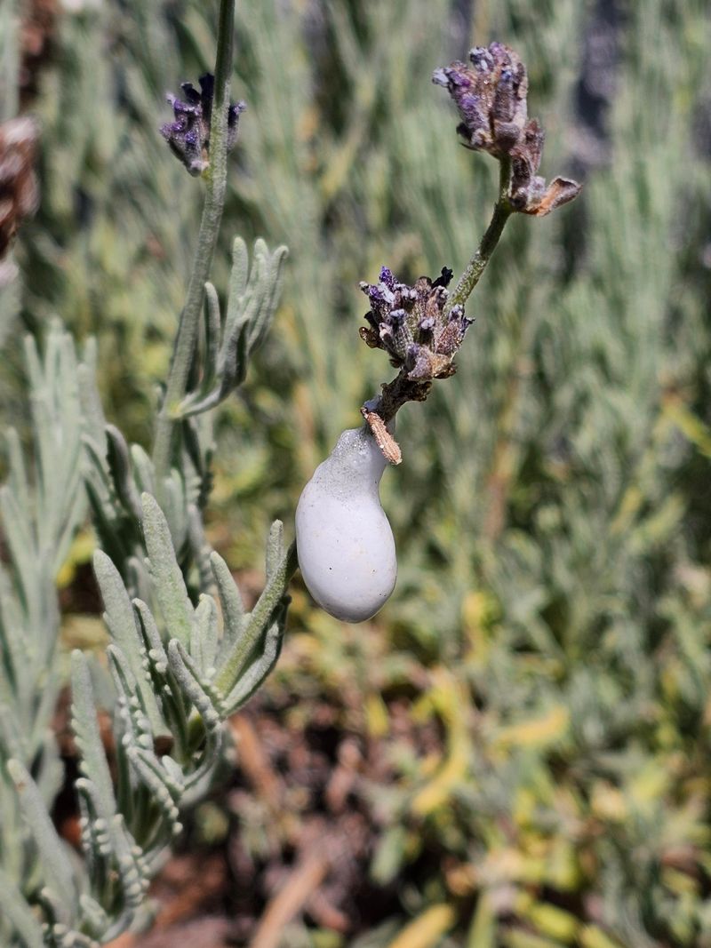 Checking New Growth Helps You Spot Them Early Checking New Growth Helps You Spot Them Early