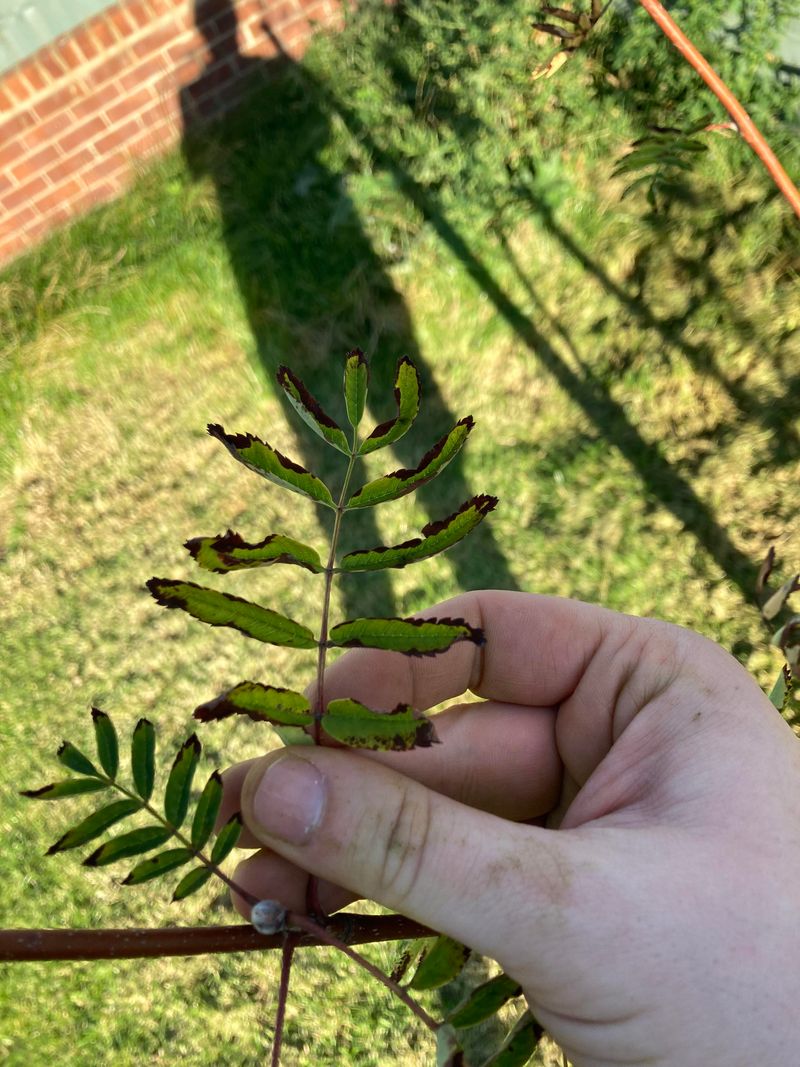 Checking Tender Leaves For Scorch Before Rinsing