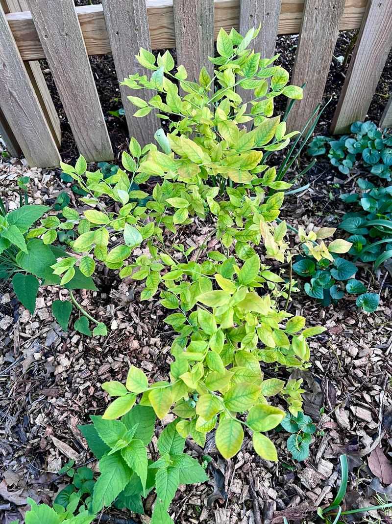 Chelated Iron Brings Faded Leaves Back To Life