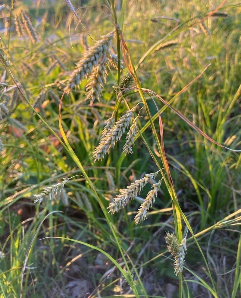 Cherokee Sedge Thrives Where Downspout Runoff Lingers Longest Cherokee Sedge Thrives Where Downspout Runoff Lingers Longest