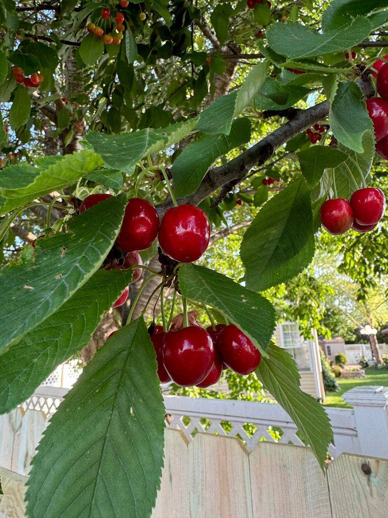 Cherry Trees May Need Cleanup Around Fallen Fruit