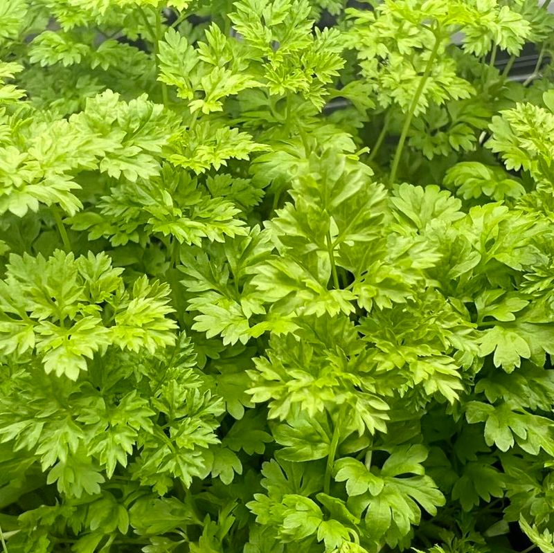 Chervil Is The Herb To Plant