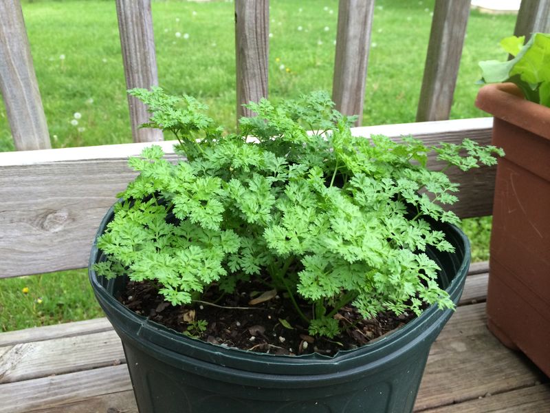 Chervil Prefers The Milder Conditions That Fall Brings