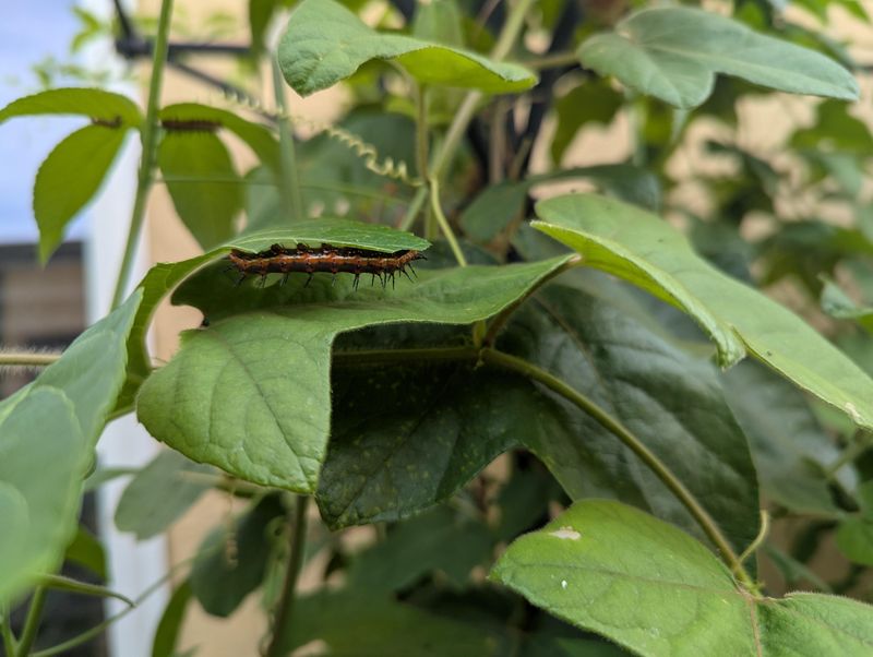 Chewed-Up Host Vines Are A Sign The Garden Is Working