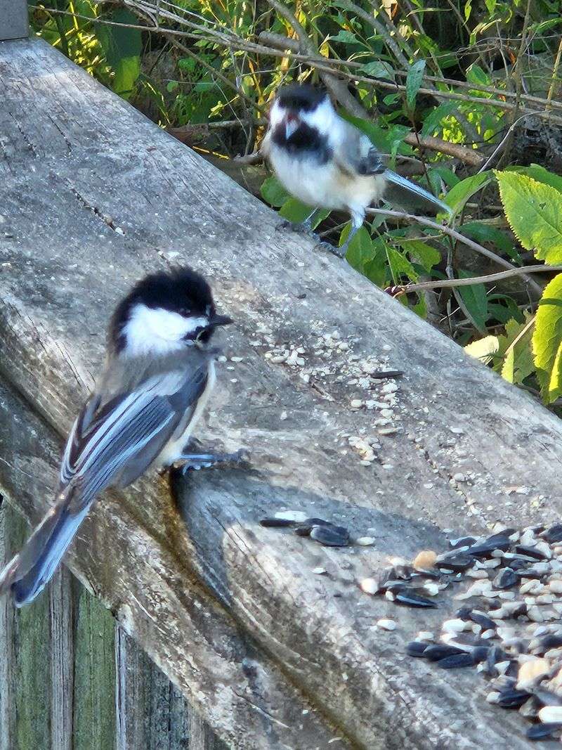 Chickadees Rarely Travel Alone Chickadees Rarely Travel Alone