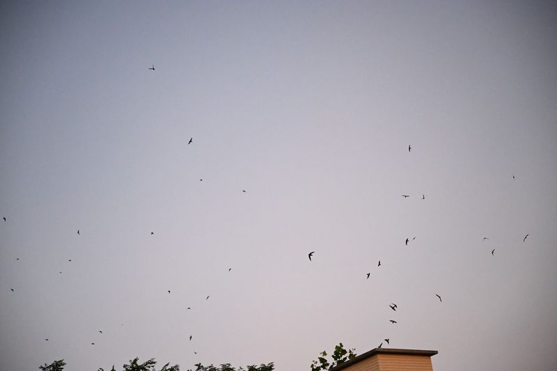 Chimney Care That Protects A Roosting Flock