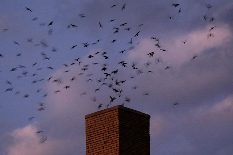 Chimney Swifts And Their Pre-Migration Roosts