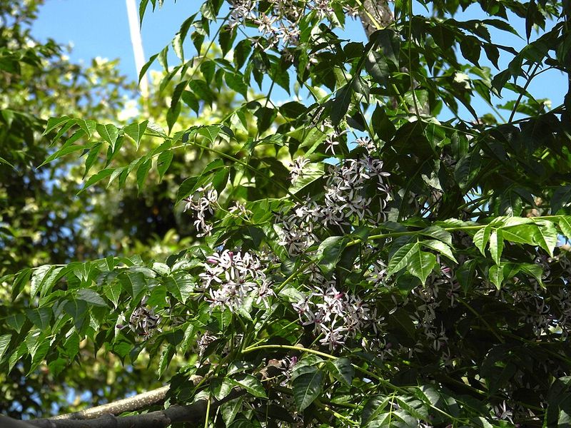 Chinaberry Is The Invasive Tree Behind The Problem Chinaberry Is The Invasive Tree Behind The Problem