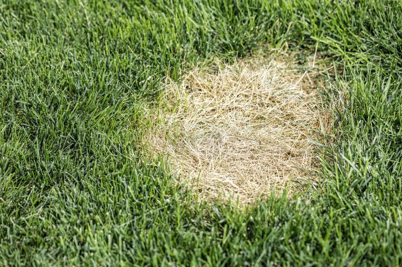 Chinch Bugs Can Damage Sunny Parts Of The Lawn Chinch Bugs Can Damage Sunny Parts Of The Lawn