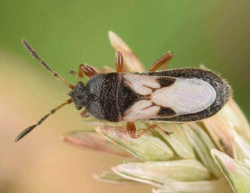 Chinch Bugs Thrive In Hot Turf Chinch Bugs Thrive In Hot Turf