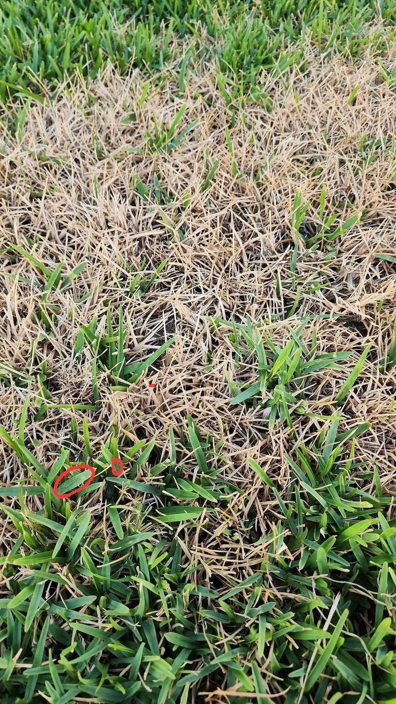 Chinch Bugs Usually Tell A Hotter And Drier Story Chinch Bugs Usually Tell A Hotter And Drier Story