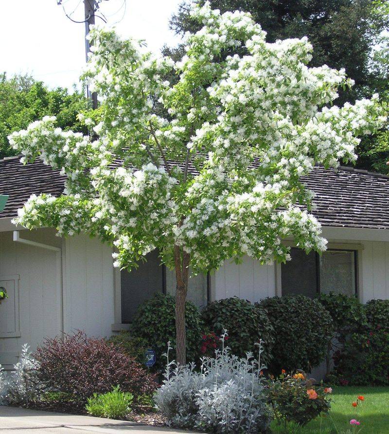 Chinese Fringe Tree Chinese Fringe Tree