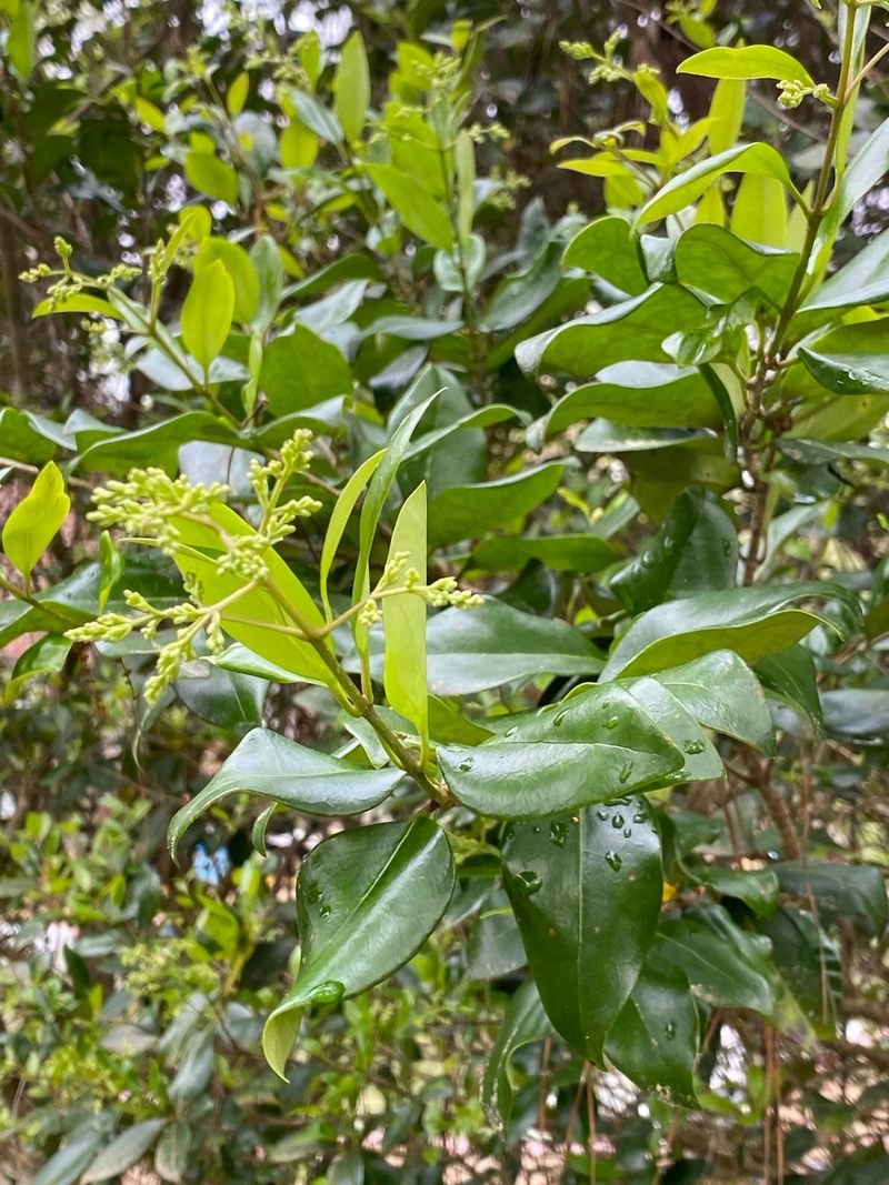 Chinese Privet Can Take Over A Fence Line Fast Chinese Privet Can Take Over A Fence Line Fast