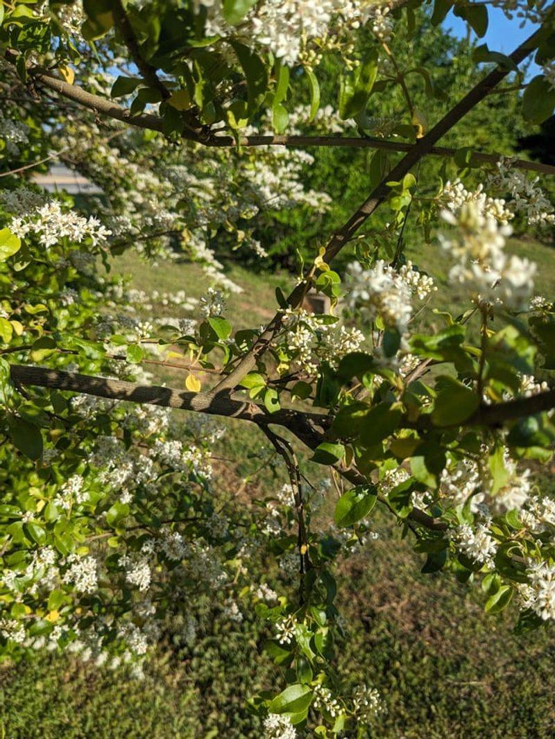 Chinese Privet: Fragrant Flowers, Unfriendly Spread Chinese Privet: Fragrant Flowers, Unfriendly Spread
