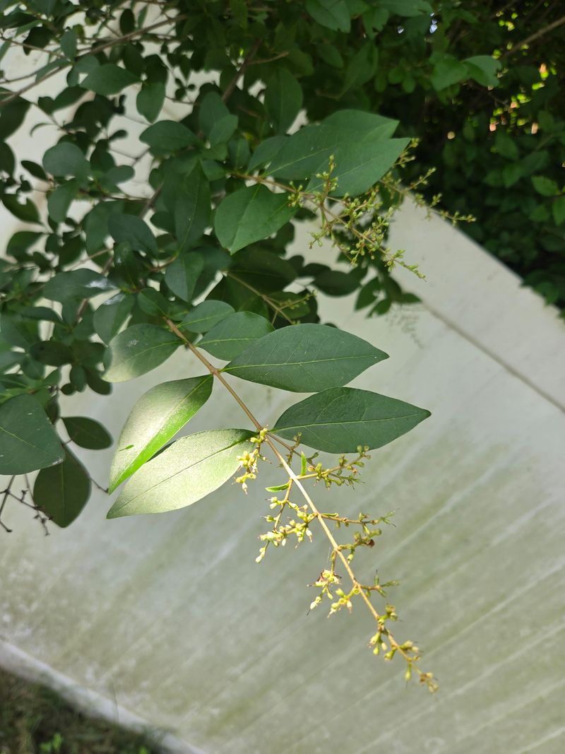 Chinese Privet Is Disappearing From Managed Preserves Chinese Privet Is Disappearing From Managed Preserves
