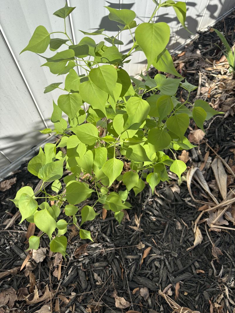 Chinese Tallow Seed Production Speeds Up Habitat Takeover