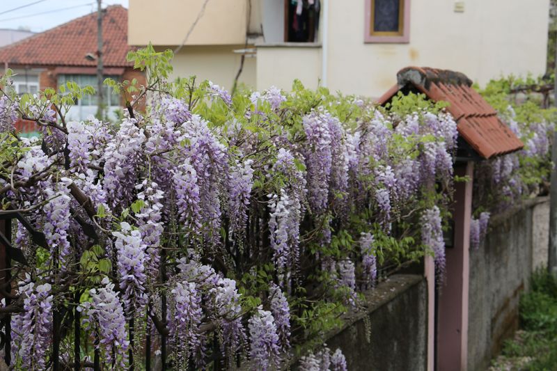 Chinese Wisteria Overtakes Nearby Shrubs Chinese Wisteria Overtakes Nearby Shrubs