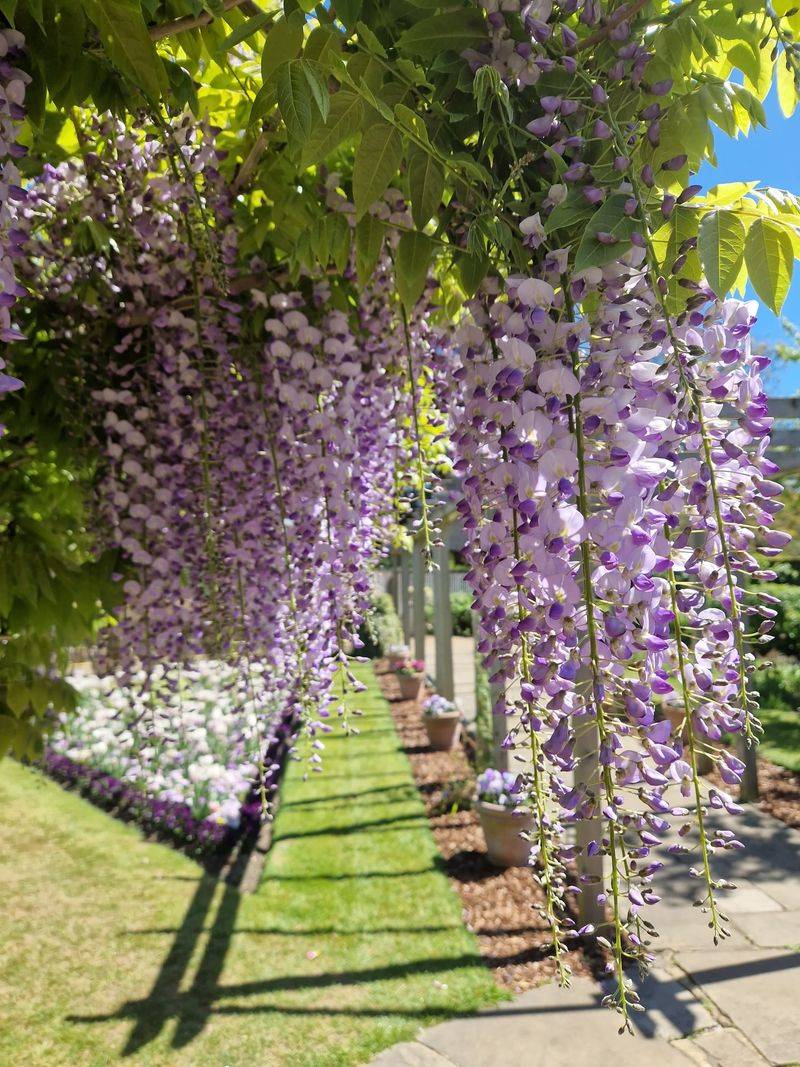 Chinese Wisteria (Wisteria Sinensis) Chinese Wisteria (Wisteria Sinensis)