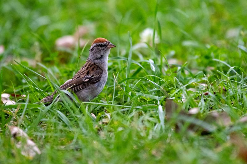 Chipping Sparrows