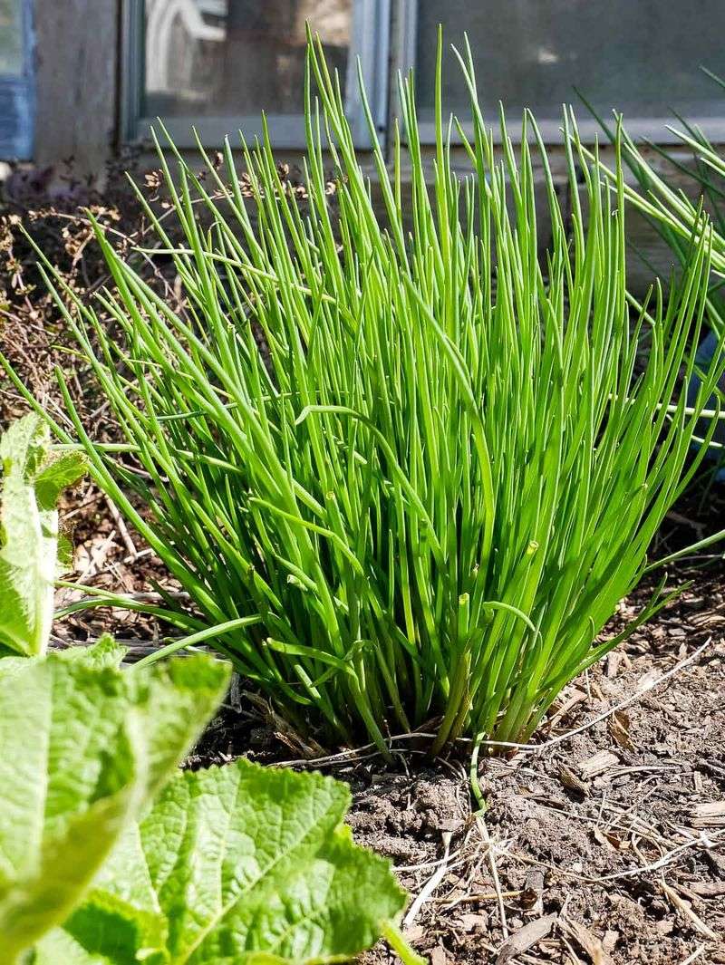 Chives Settle In Well During The Fall Planting Season