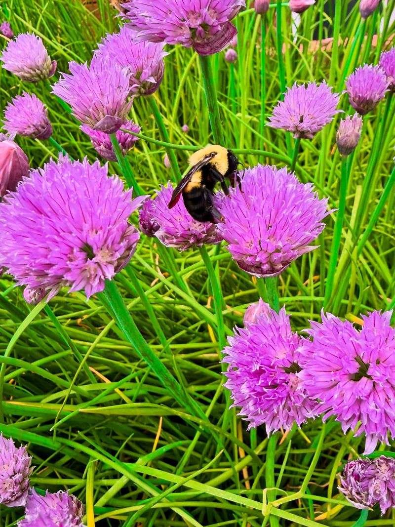 Chives Still Produce In Light Shade