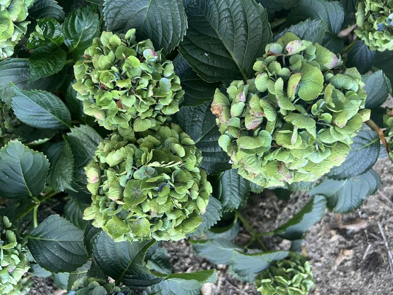 Chlorophyll Development Creates The Green Color Chlorophyll Development Creates The Green Color