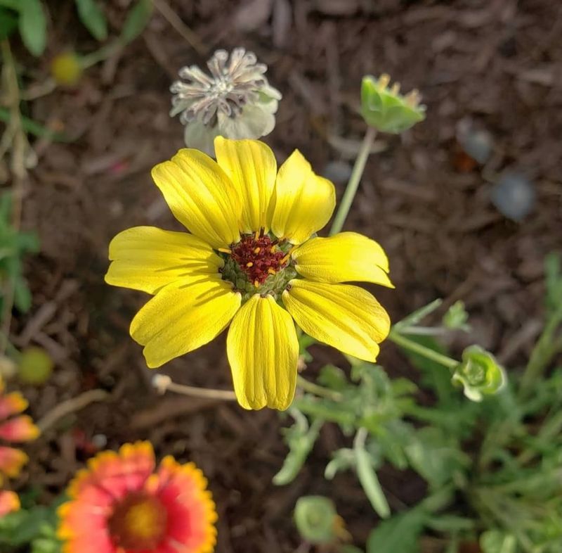 Chocolate Flower Adds Color And A Sweet Fragrance