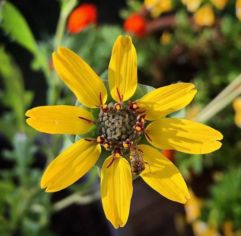 Chocolate Flower Opens With Sunny Yellow Petals Chocolate Flower Opens With Sunny Yellow Petals