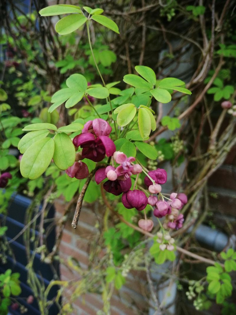 Chocolate Vine Growing Fast With A Little Training