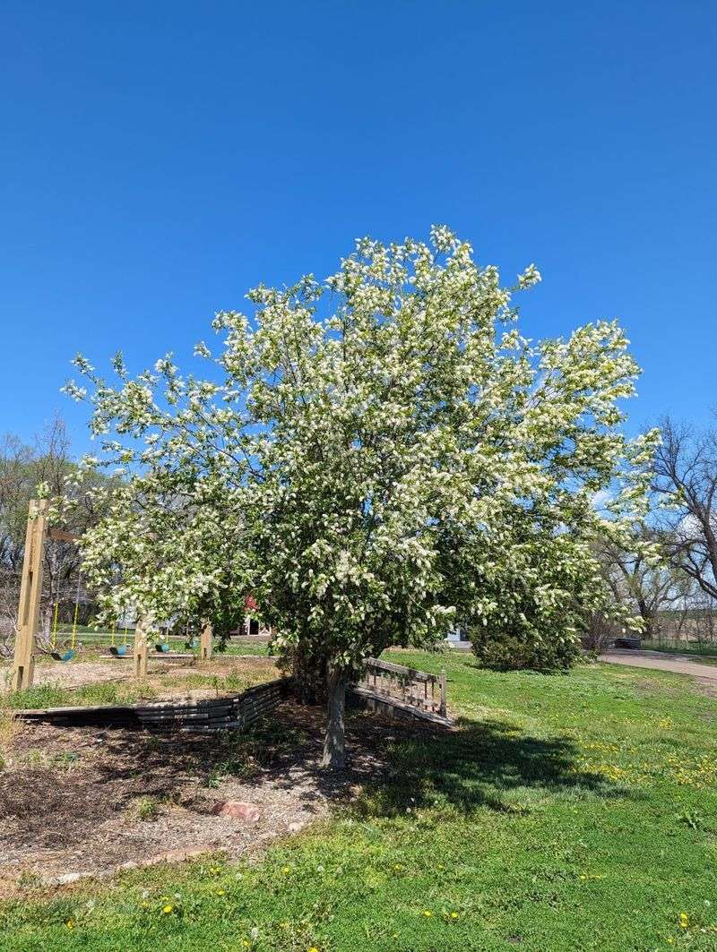 Chokecherry Gives Wildlife More Than Bradford Pear Ever Offered
