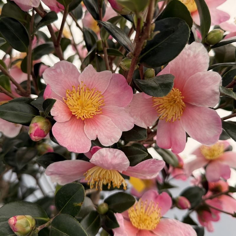 Choose A Cultivar For Your Climate And Calendar Choose A Cultivar For Your Climate And Calendar
