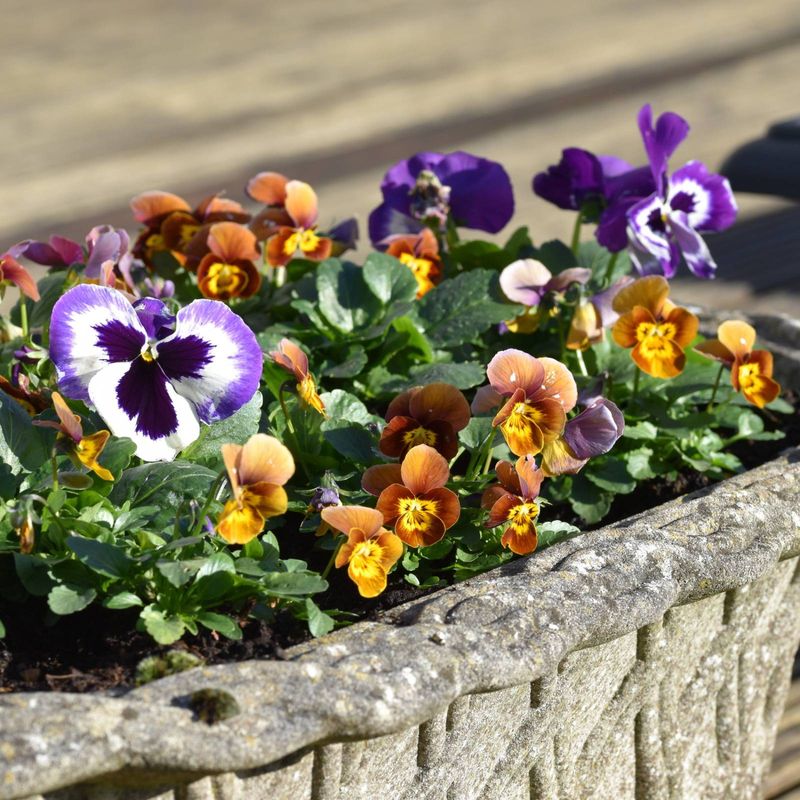 Choose A Sunny Spot With Soil That Drains Well Choose A Sunny Spot With Soil That Drains Well
