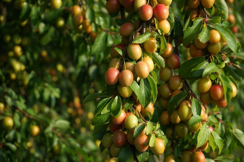 Choose A Variety Suited To Utah's Climate