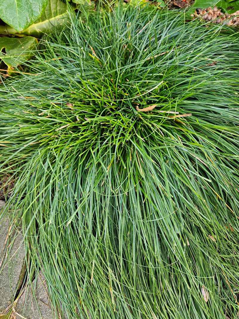 Choose Berkeley Sedge For Durable Dog Yards