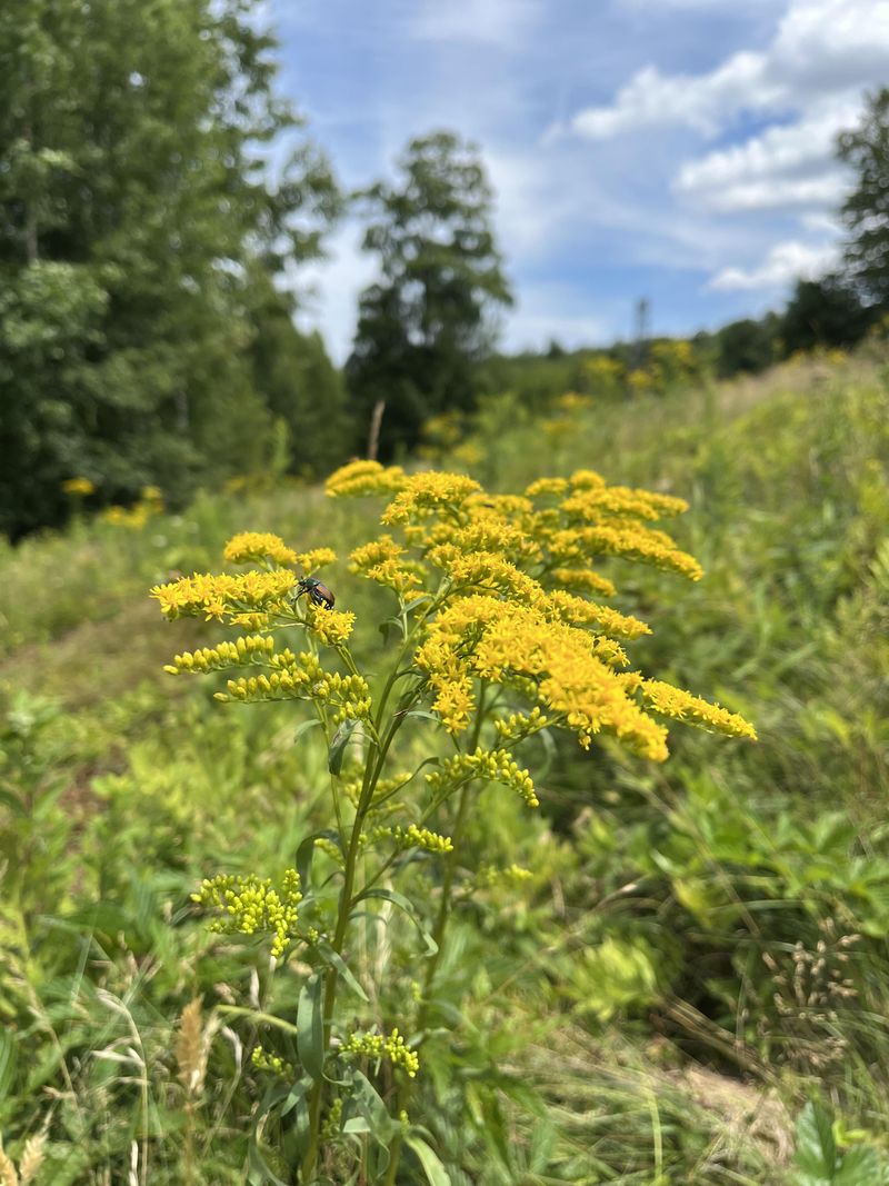 Choose Better Behaved Goldenrod Selections Choose Better Behaved Goldenrod Selections