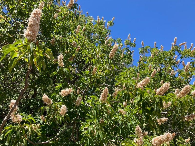 Choose California Buckeye For Seasonal Shade Choose California Buckeye For Seasonal Shade