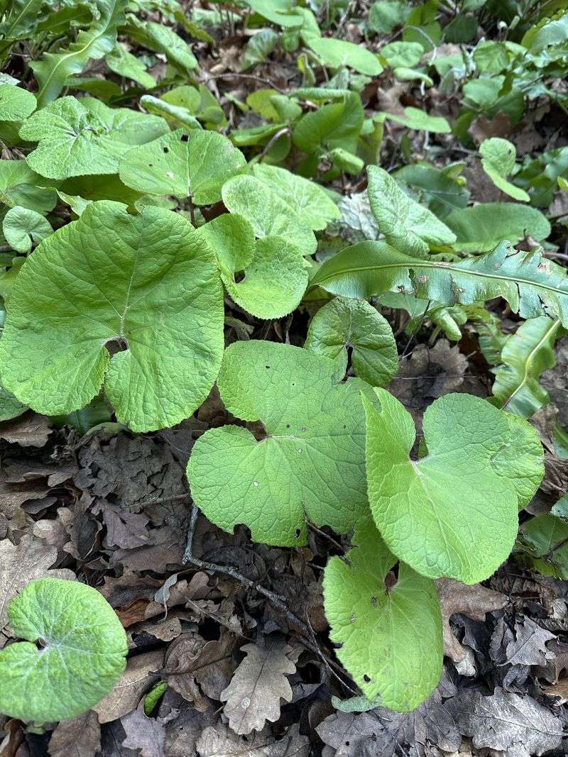 Choose Canadian Wild Ginger Choose Canadian Wild Ginger