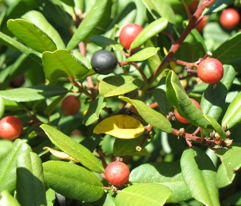 Choose Coffeeberry For Flexible Light