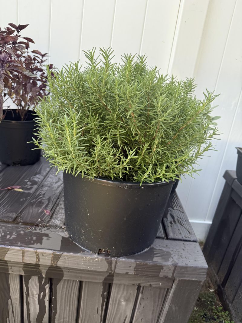 Choose Containers That Handle August Humidity Choose Containers That Handle August Humidity